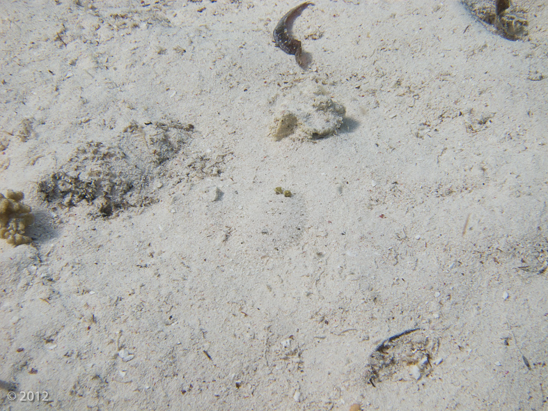 Peacock Flounder