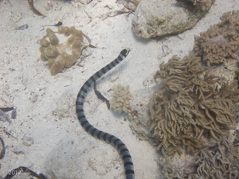 Banded Sea Krait