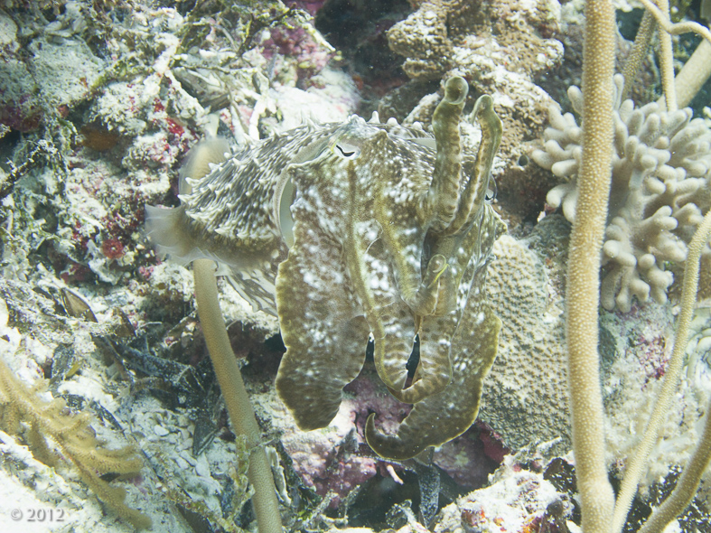 Broadclub Cuttlefish