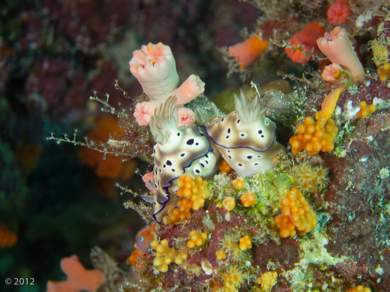 Tryon’s Risbecia Nudibranch