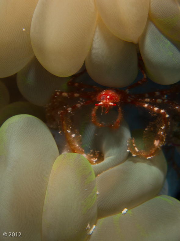 Orangutan Crab