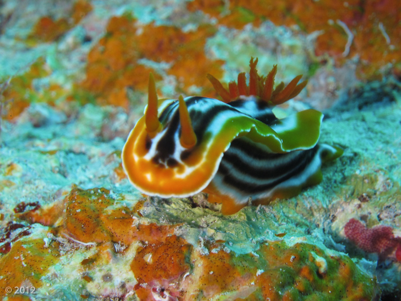 Magnificent Chromodoris Nudibranch