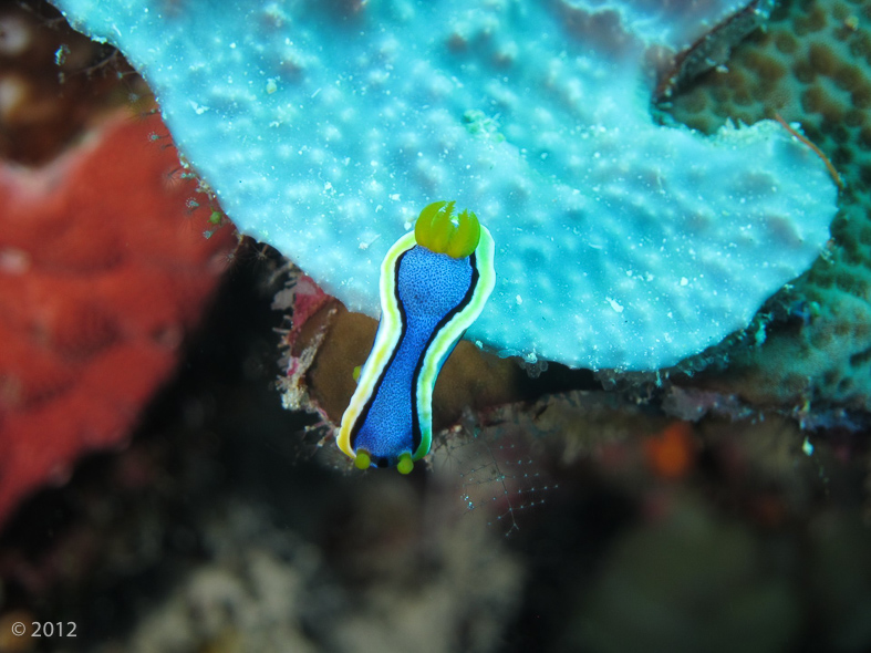 Anna’s Chromodoris Nudibranch