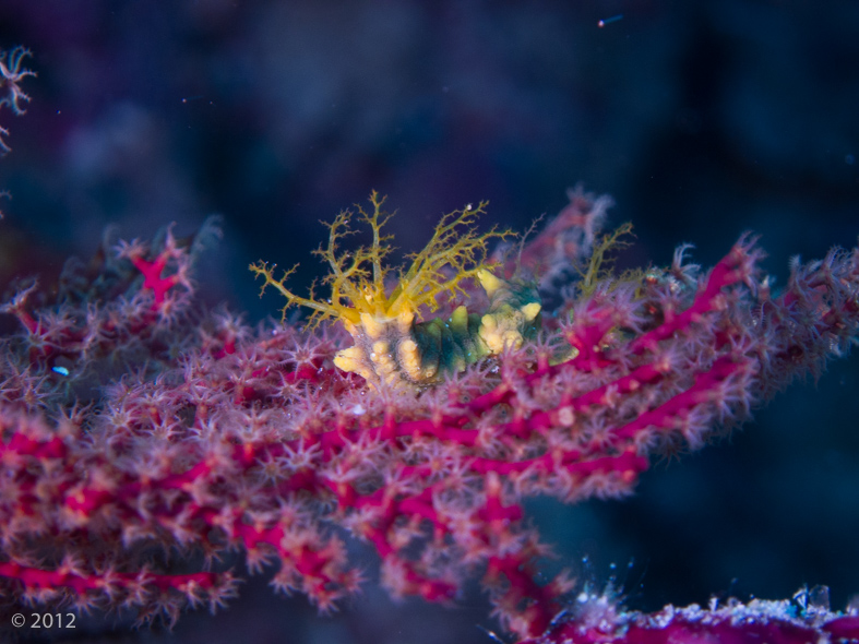 Yellow Sea Cucumber