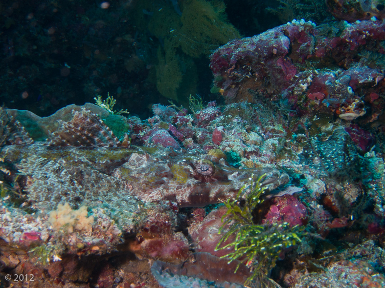 Flathead Crocodile Fish