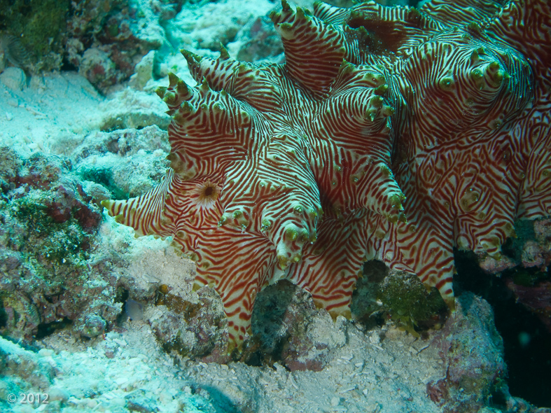 Candycane Sea Star