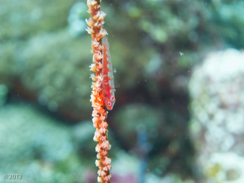 Large Whip Goby