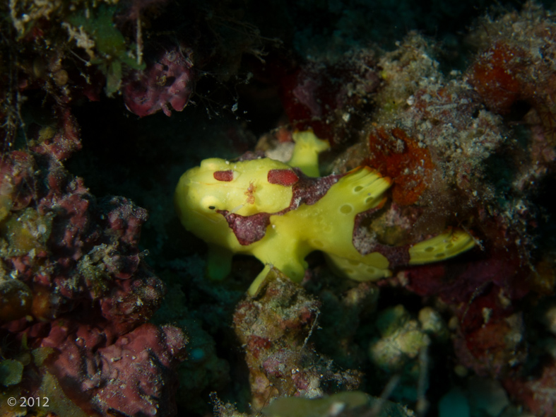 Warty Frogfish