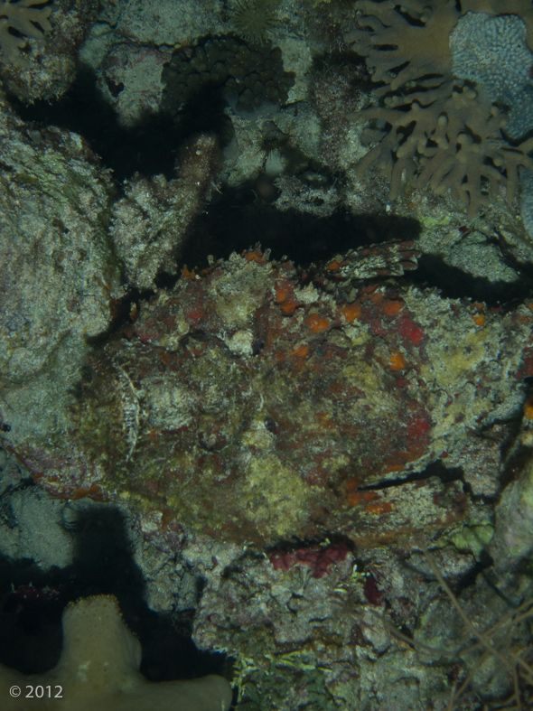 Reef Stonefish