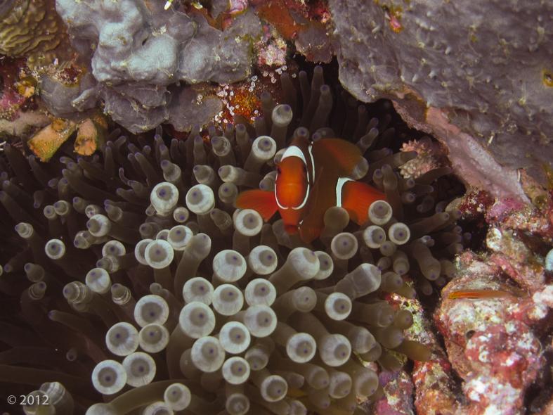 Spinecheek Anemonefish