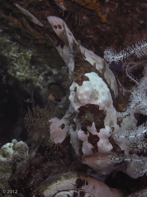 Giant Frogfish