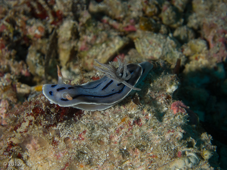 Willan’s Chromodoris Nudibranch