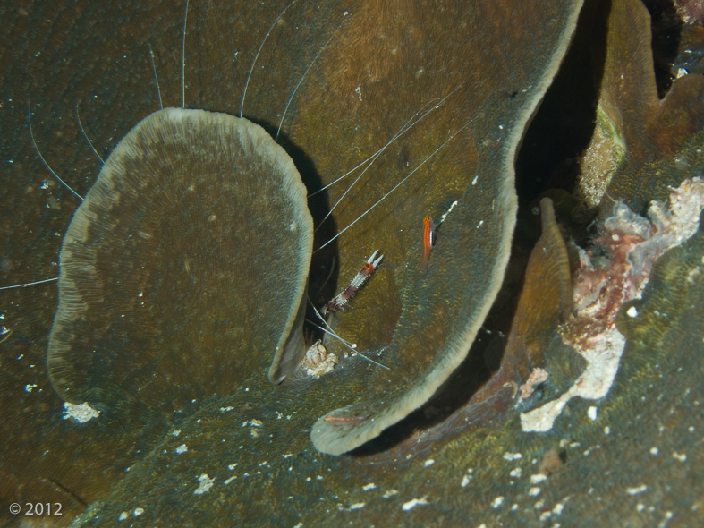 Banded Coral Shrimp 