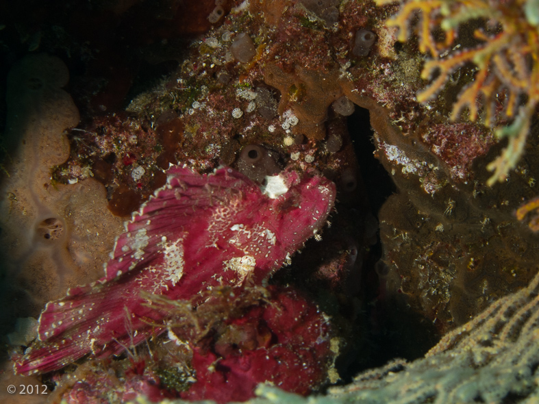 Leaf Scorpionfish