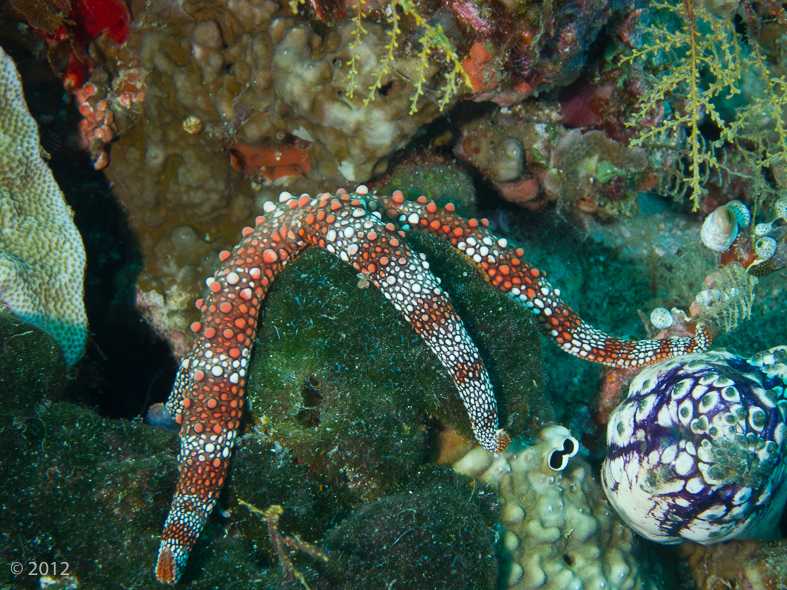 Warty Sea Star