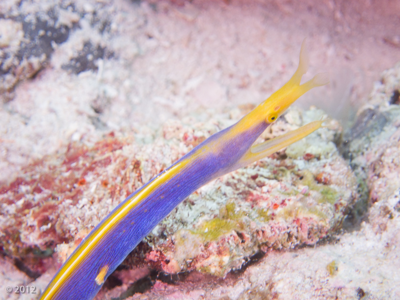 Ribbon Moray Eel