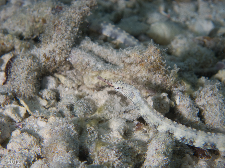 Reeftop Pipefish