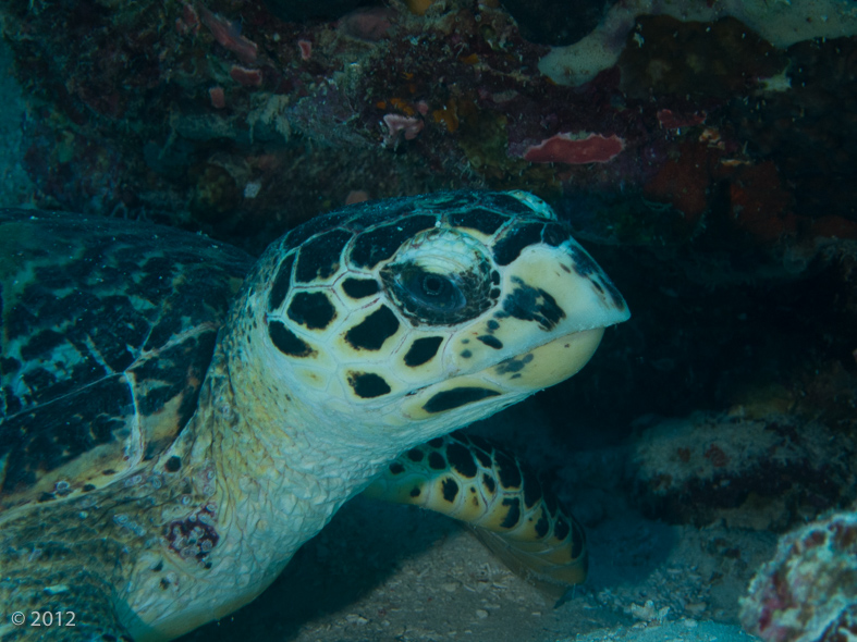 Hawksbill Turtle