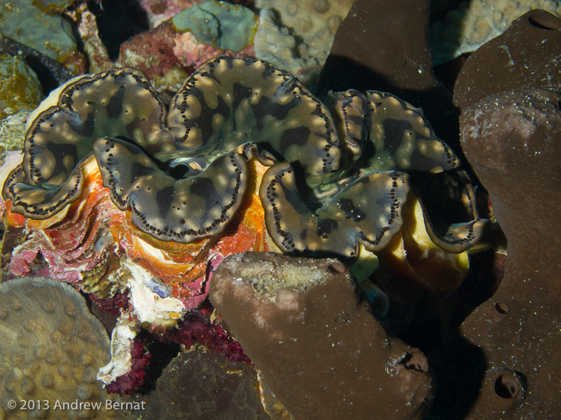 Boring Clam