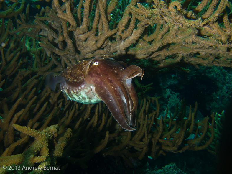 Broadclub Cuttlefish