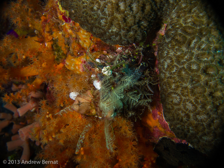 Colman's Pygmy Seahorse