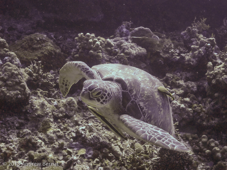 Green Turtle