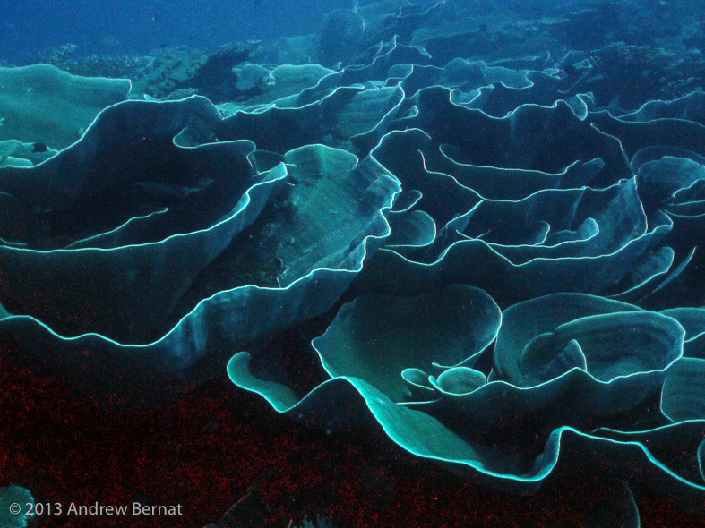 Lettuce coral