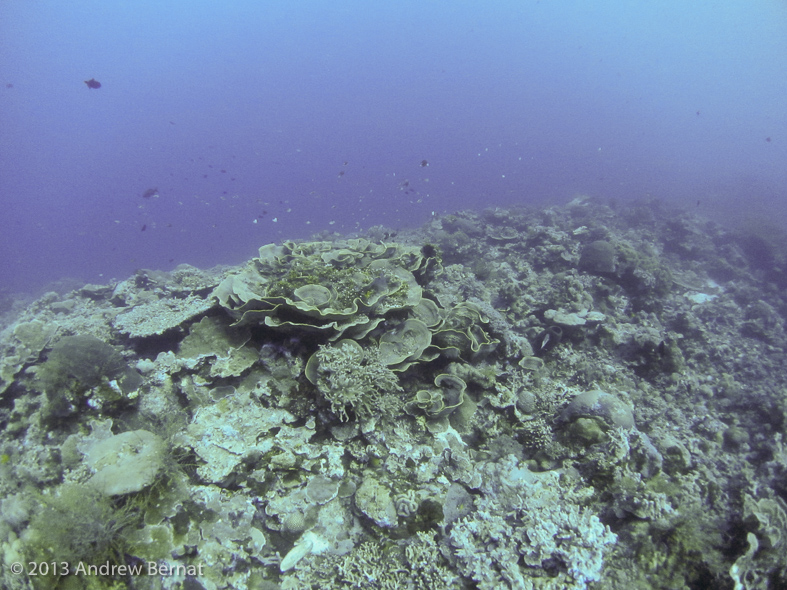 Dive site Blade