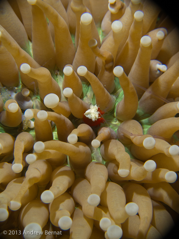 Mushroom Coral Shrimp