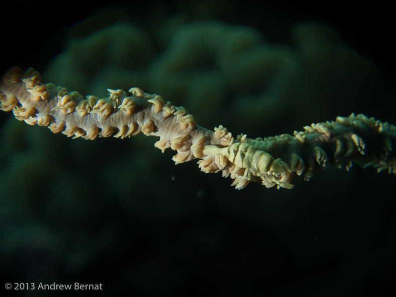 Zanzibar Whip Coral Shrimp