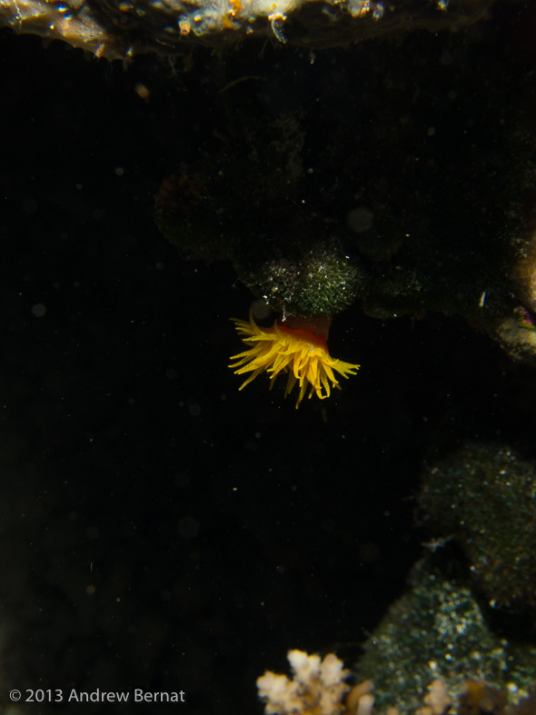 Coral polyps