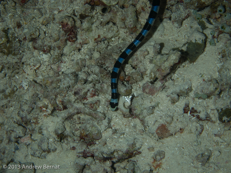 Banded Sea Krait