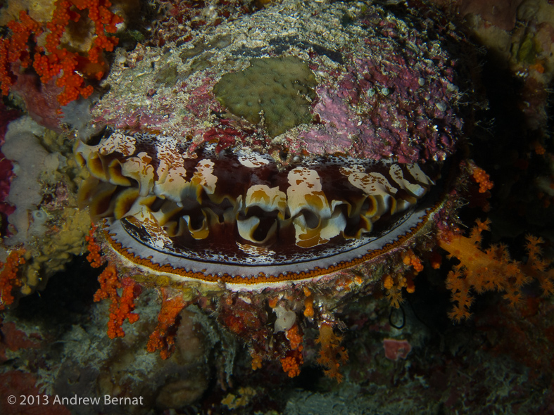 Variable Thorny Oyster