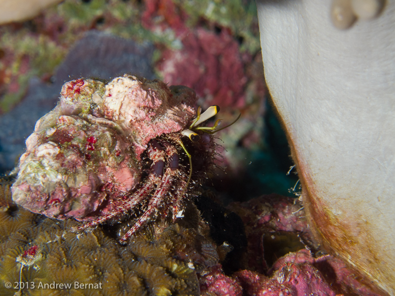 Dark Knee Hermit Crab