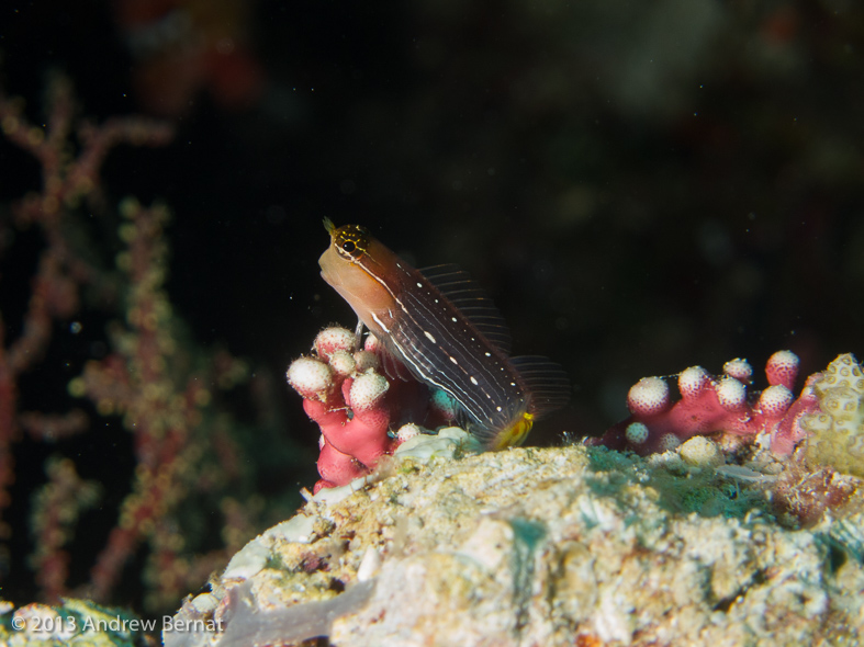 Pictus Blenny