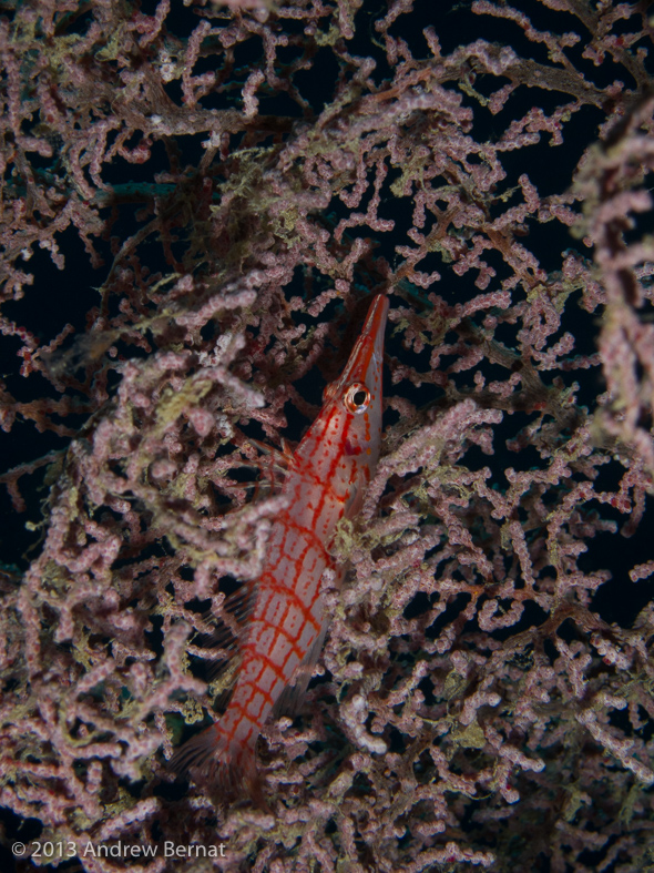 Longnose Hawkfish