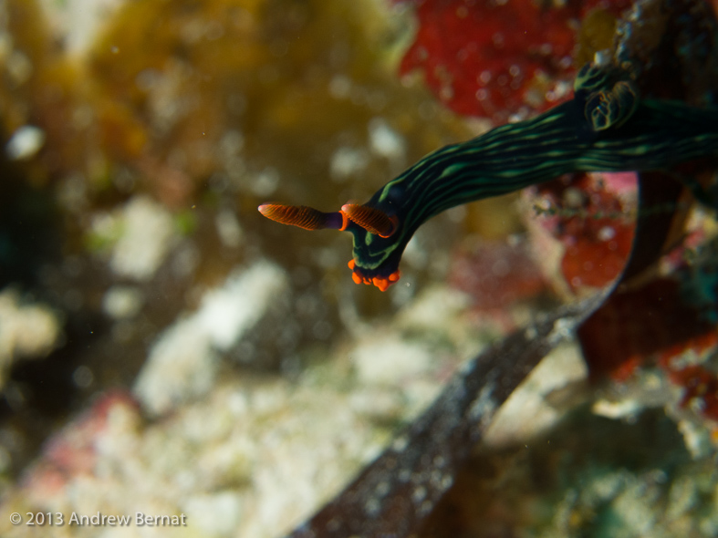 Kubaryana's Nembroth Nudibranch