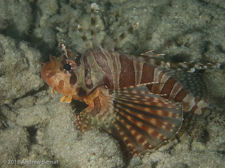 Zebra Lionfish