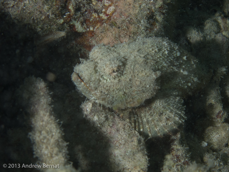 Devil Scorpionfish