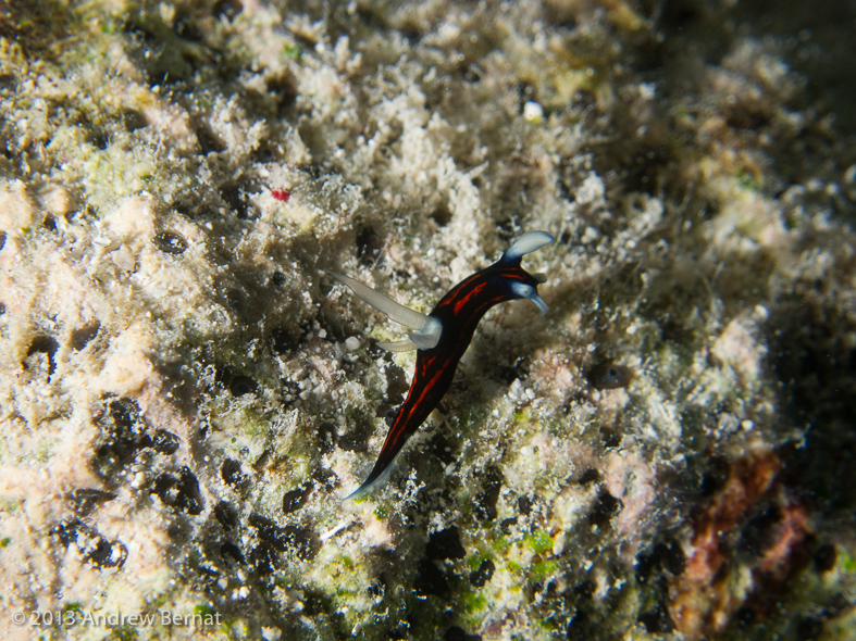 Slender Roboastra Nudibranch