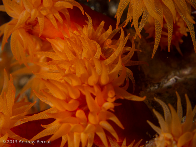 Coral polyps