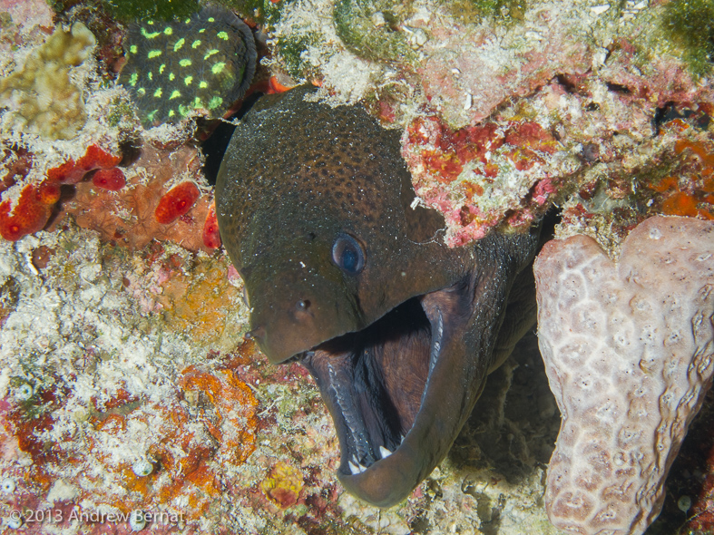 Giant Moray