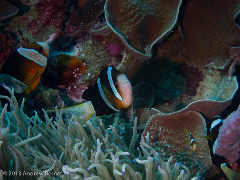 Clark's Anemonefish