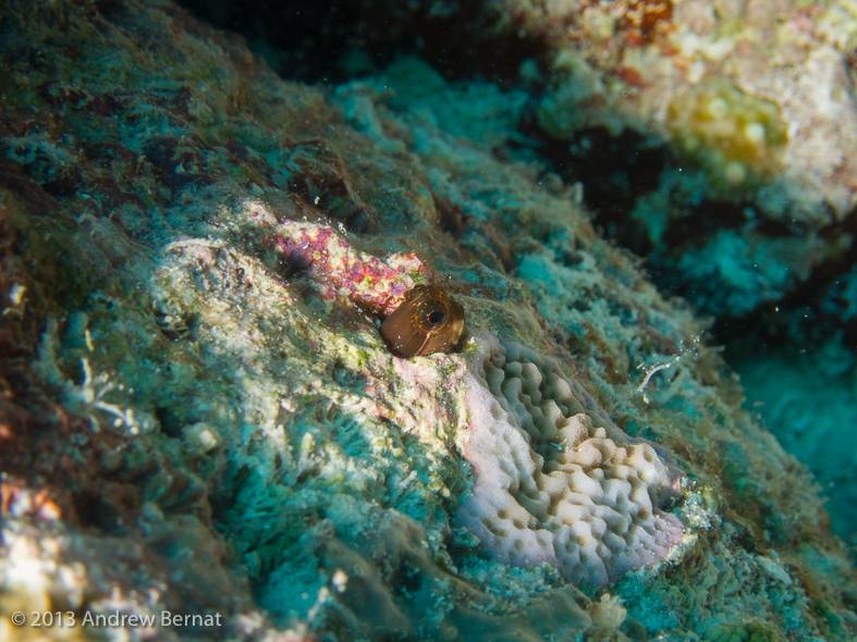 A Blenny