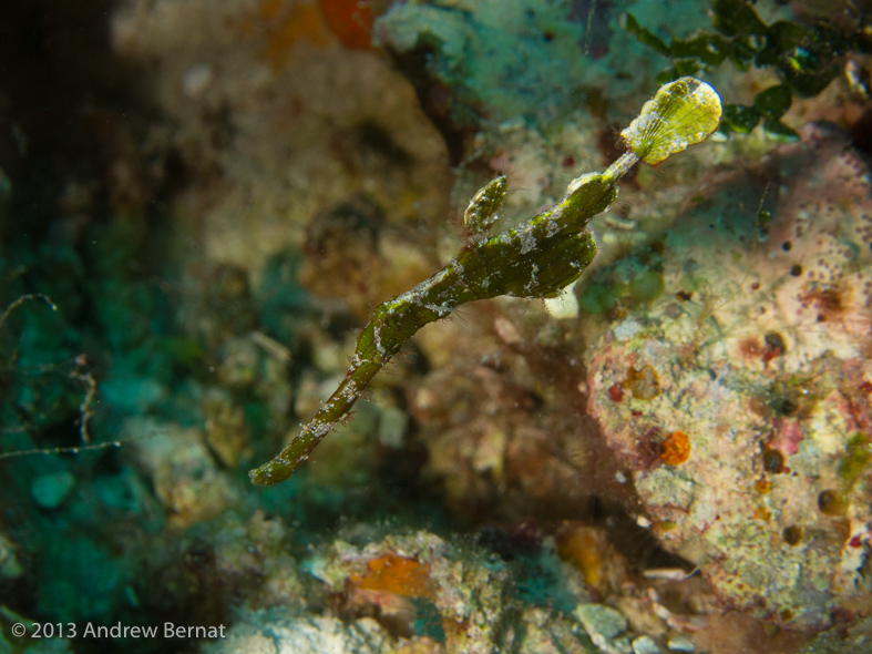 Halimeda Ghost Pipefish