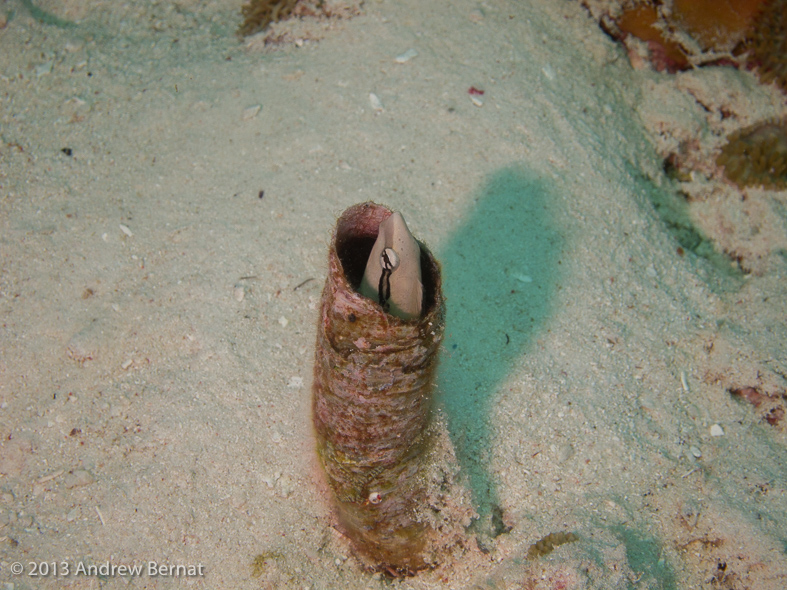 False Cleanerfish Blenny