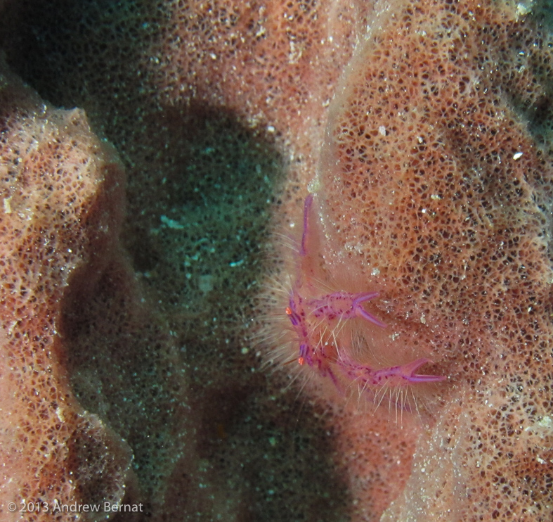 Hairy Squat Lobster 