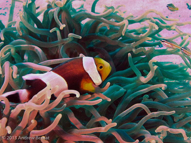 Saddleback Anemonefish