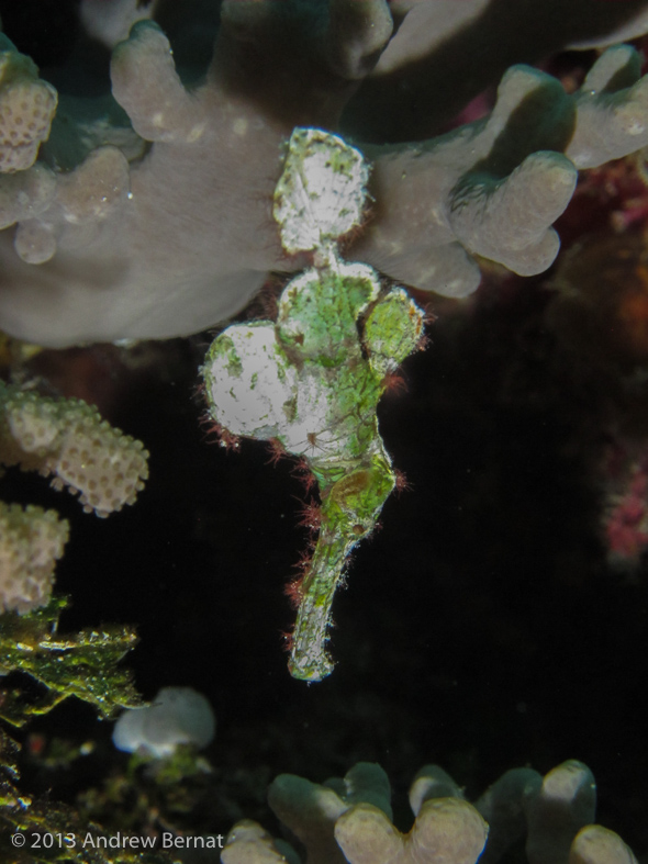 Halimeda Ghost Pipefish