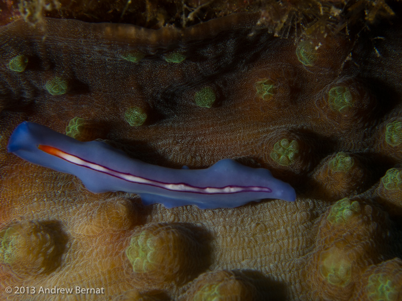 Racing Stripe Flatworm